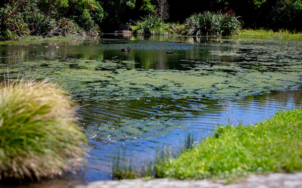 water monitoring & planting trees for a better future in Cannon's Creek