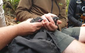Kōkako chicks in the Hunua Ranges ready to be banded.