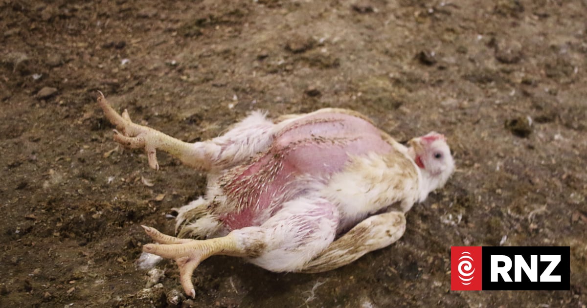 SPCA issues new welfare standard after RNZ questions about so-called 'frankenchicken'