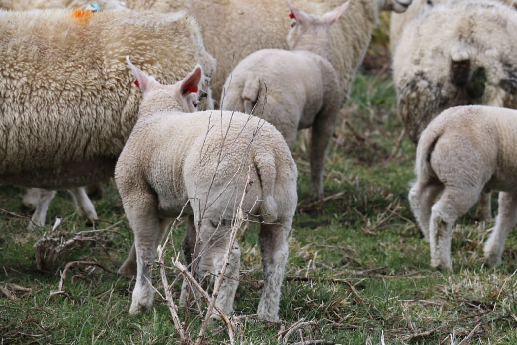 A fat bottomed Beltex lamb