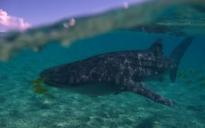 Gulliver the whale shark