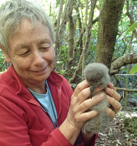 Seabird expert Karen Baird with a Buller's shearwater chick.