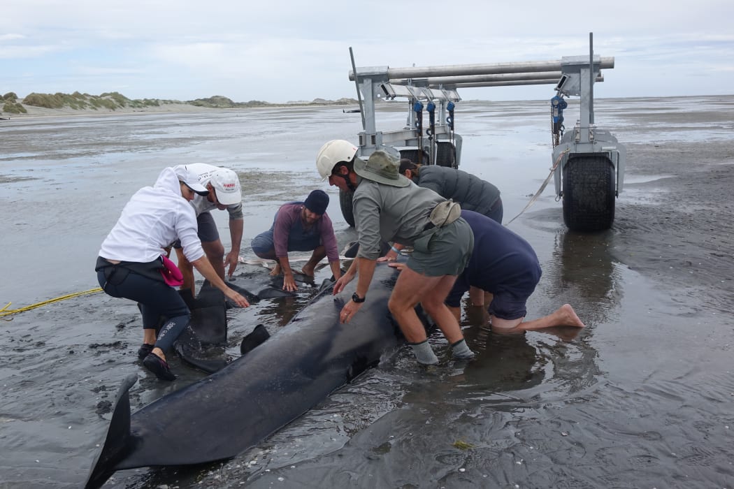 Preparing the whale to lift on Farewell Spit.