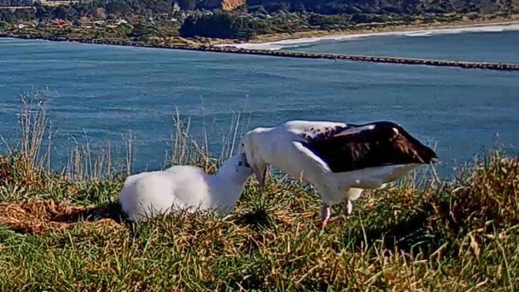 Latest picture of OGK - the dad of the Albatross family - updated at 12.15pm 4 May 2020