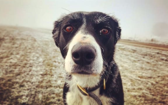 Cold Dog