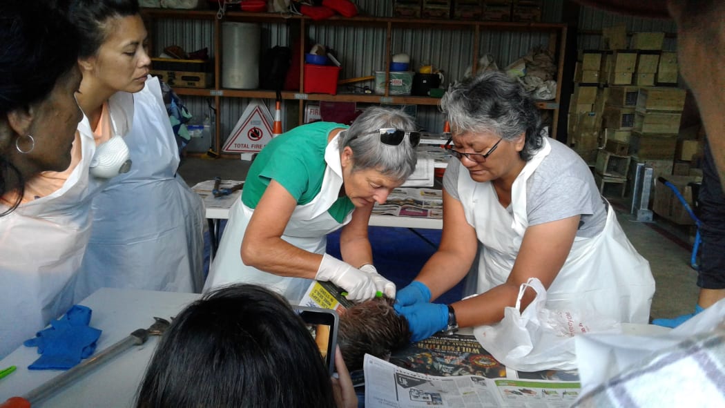 Hapu members at a workshop in Northland watch as a dead kiwi's pelt is removed.