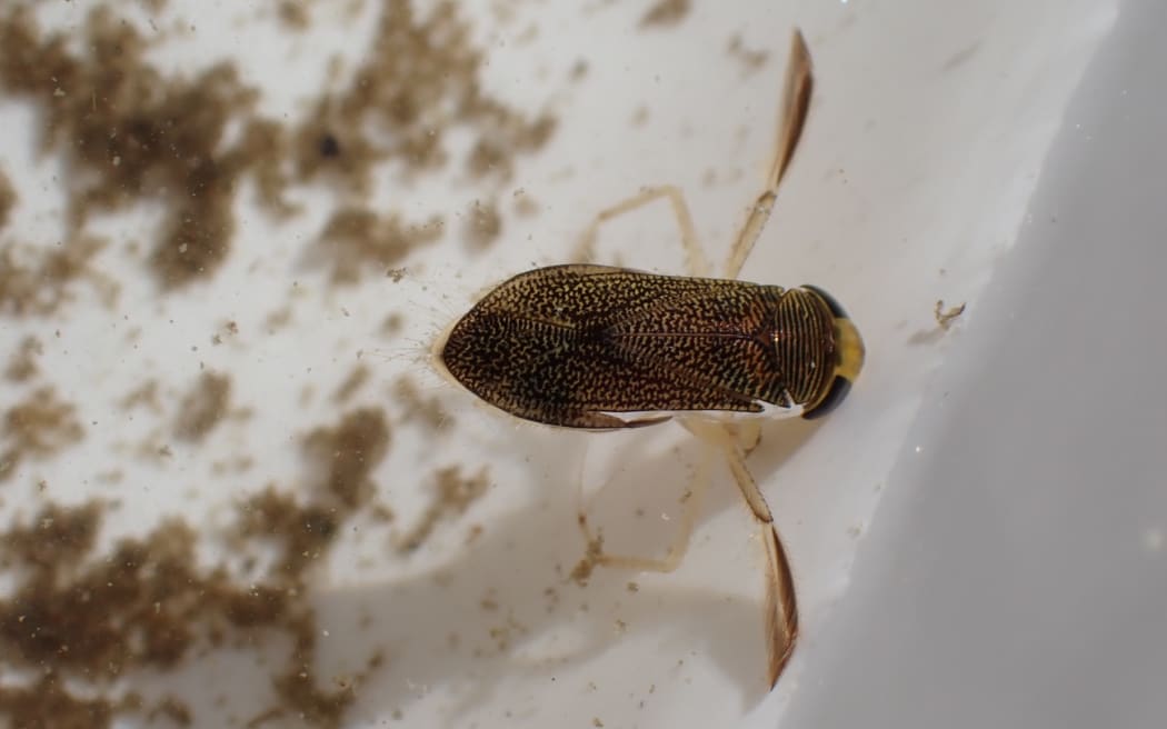 Water boatman