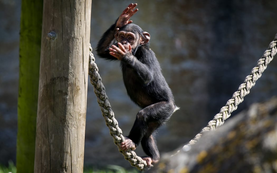 Baby Chimp at Wellington Zoo.