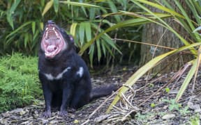 The Tasmanian devils are caused damage to the sea bird population on the island.
