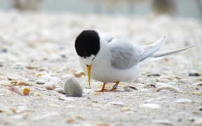 Fairy tern. Adult breeding plumage. Pakiri Beach, October 2012.