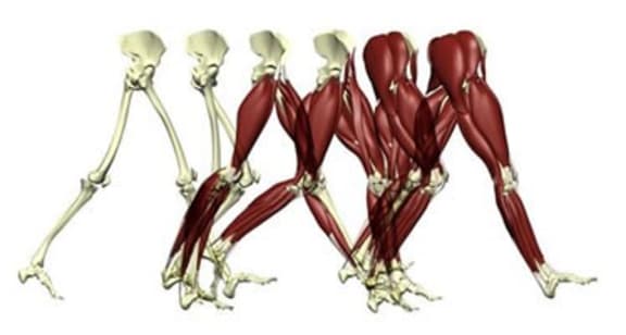 A computer model sequence of the lower human body transitioning from bone to muscle.