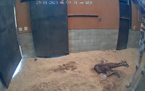 The female calf born to parents Zuri and Sunny on Wednesday 29 November was the first giraffe born at Wellington Zoo since 2004.
