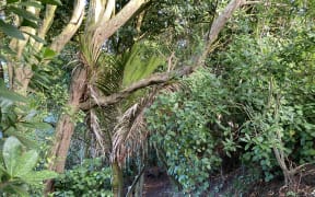 Image shows a path through dense trees and shrubs in AJ Seely's Gully in Kirikiriroa