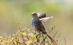 A Mātātā or fernbird.