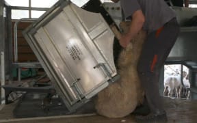 The machine tilts the sheep into an ideal position for the shearer, who only has to catch and drag it about a metre.