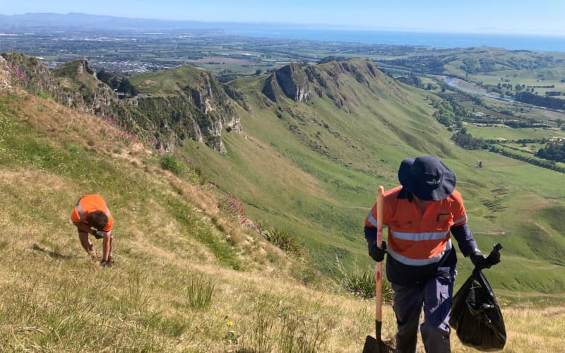 Te Mata Peak discovery sparks warning to landowners over invasive weed ...
