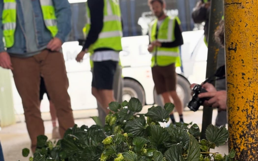Hops from Tasman