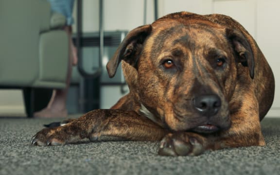 Rolly the rescue dog