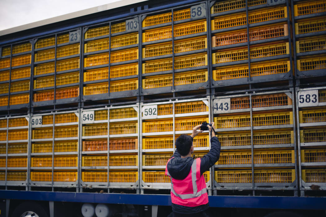 An Auckland Save Movement volunteer films a truck transporting chicken to Tegel.
