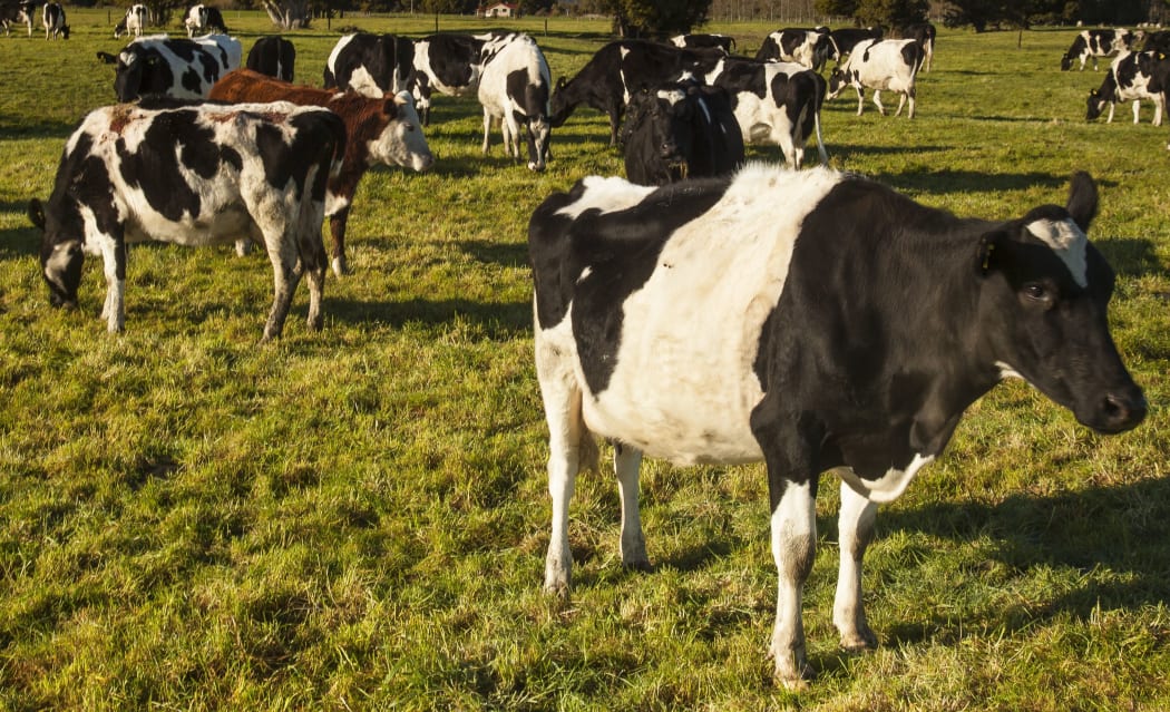 cows