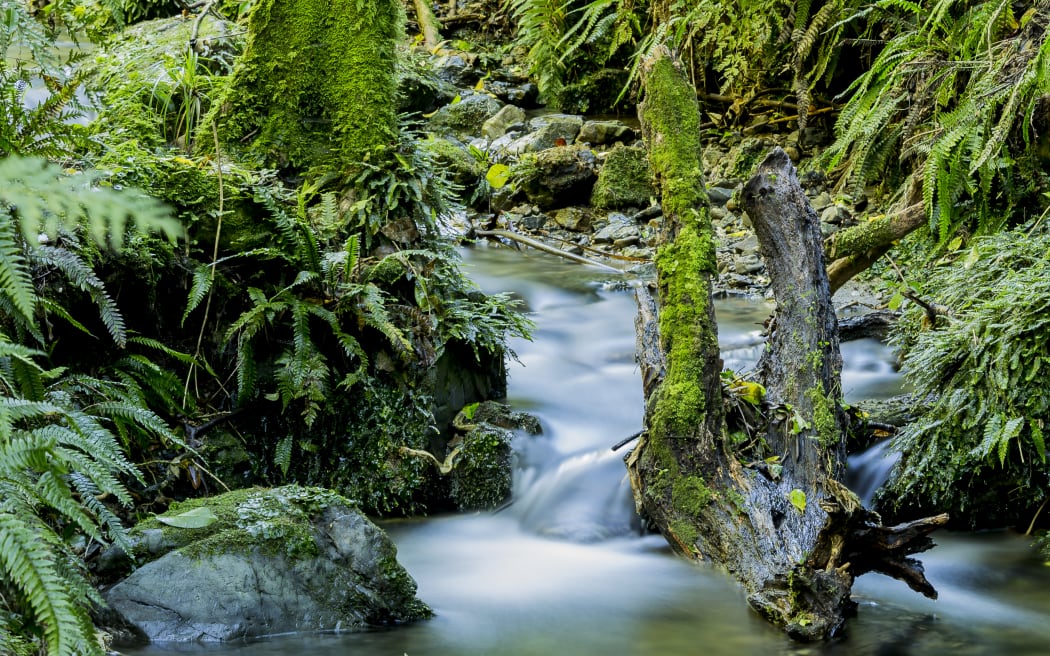 A long-exposure photograph of a stream burbling past mossy, fern-laden banks, with a mossy log in the middle of the stream.
