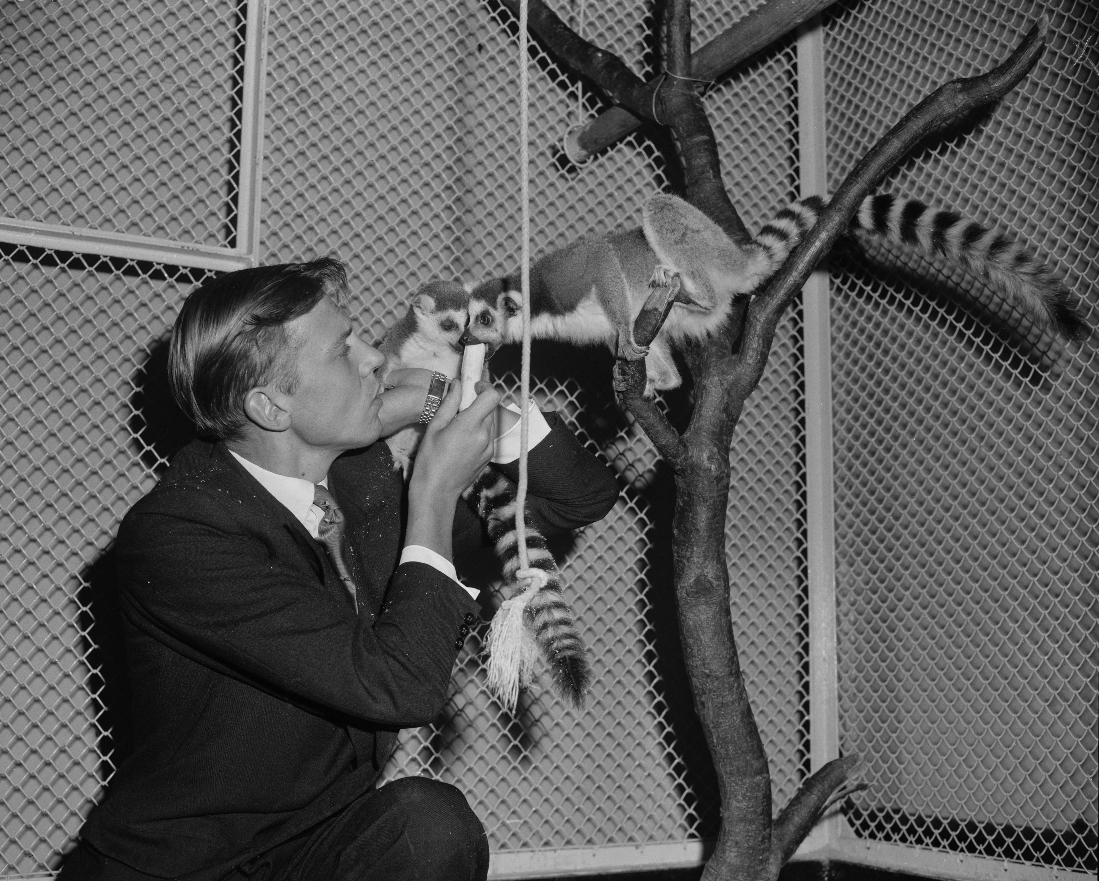 David Attenborough Celebrates Centenary Amid Global Acclaim — image 4