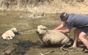 Drought hit Hawkes Bay Farmer Mark Warren pulling sheep out of a dried up dam.