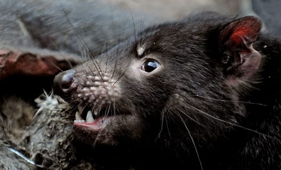 A Tasmanian Devil at Taronga Zoo, Sydney.
