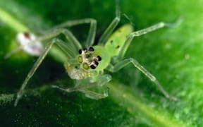 A jumping spider, with its big forward-facing front eyes.