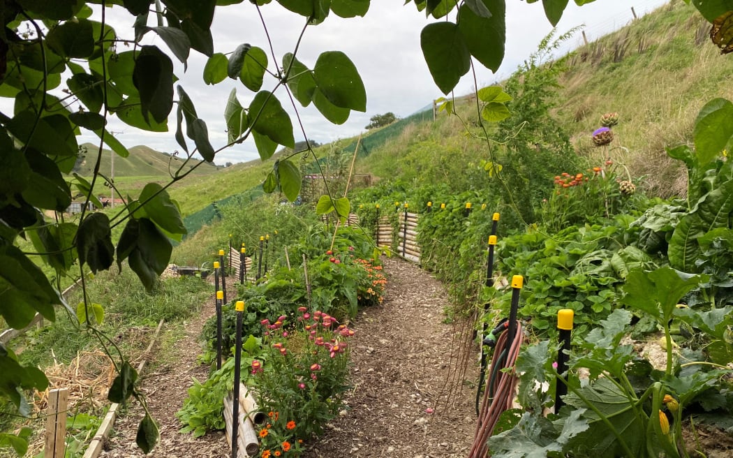 A view from the tomato and bean grove into more tiers of the food forest.