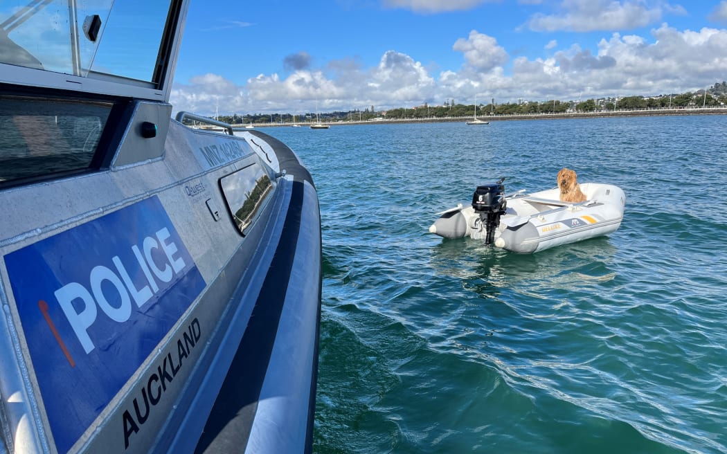 Police rescue dog named Huxley after it drifted out to sea in a tender in Auckland.