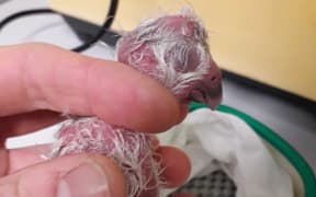 Roha-1-A is the seventh kakapo chick to hatch in the 2019 breeding season.