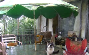 Thirty-two cats were seized by SPCA, and staff took the cats to SPCA ‘s Auckland Centre veterinary hospital.