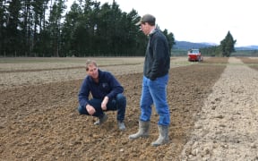 Plant & Food Research catch crop trials at Woodstock Farm