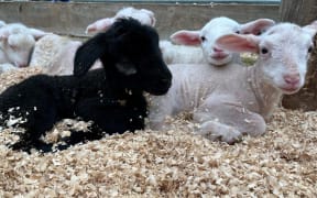 New born lambs