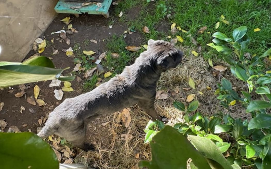 A starving dog owned by a tenant at a Kāinga Ora property in Onehunga. A neighbour says he tried to buy the dog so he could care for it. May 2025