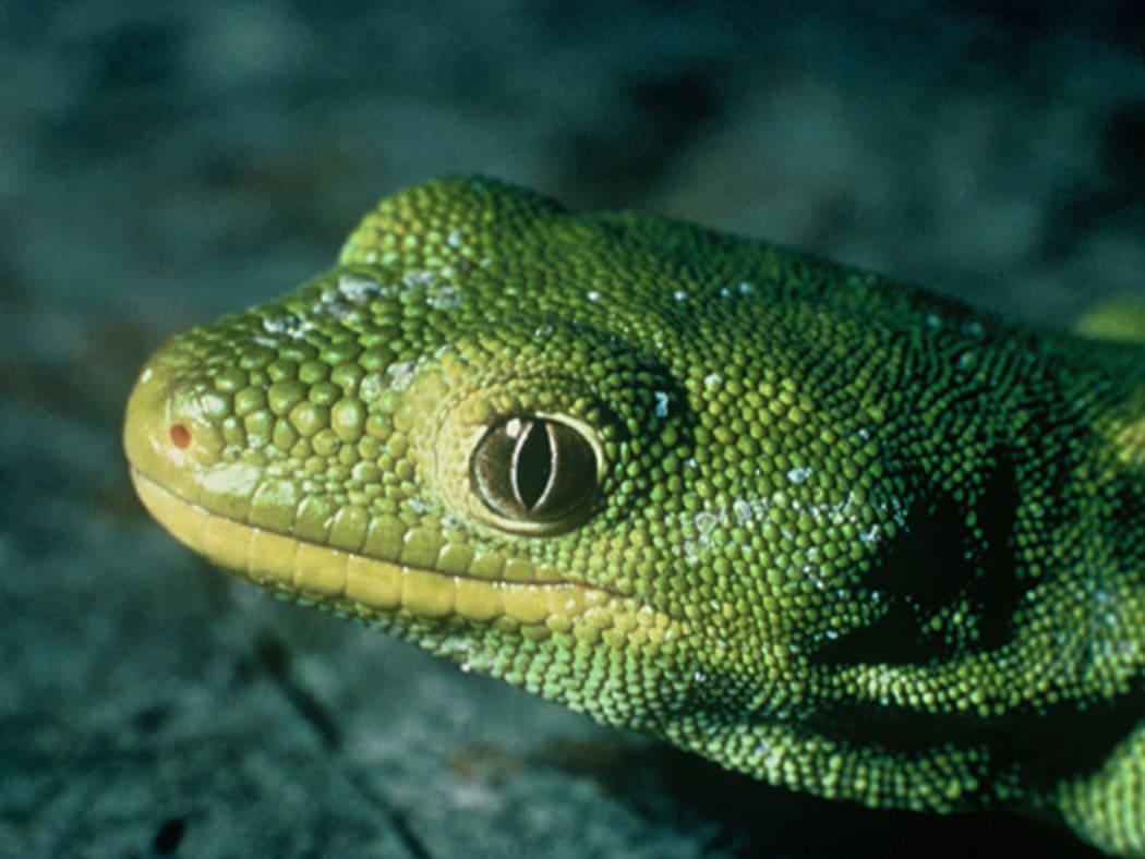 Nelson Green gecko / Naultinus stellatus