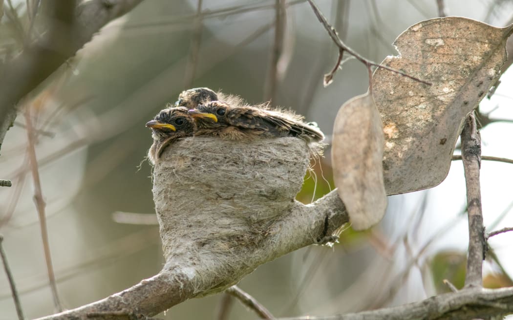 A cup-shaped bird nest attached to a branch with three small brown chicks with yellow beaks peeking out.