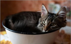 A cat squeezed in to a bowl.