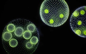 Thre green orbs composed of tiny green dots against a black background. Each orb contains smaller green circles within it.