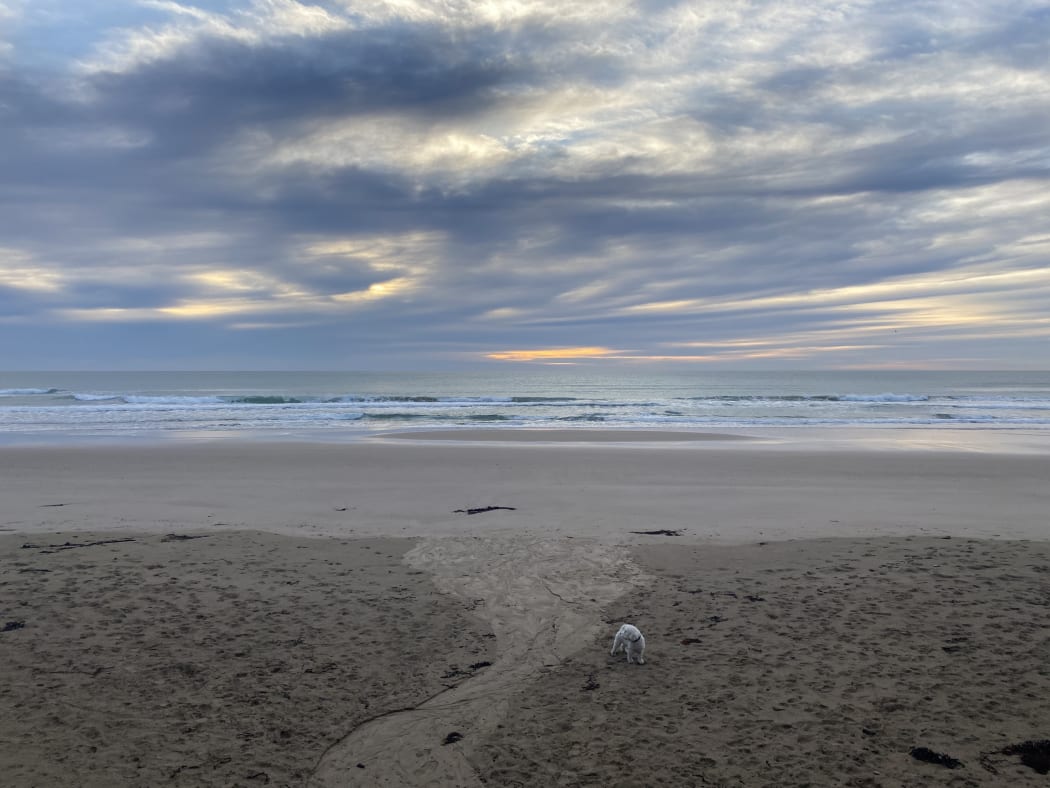 Residents were walking dogs along Wainui beach about 7.30am today, prior to alert messages telling people to stay away from the water.