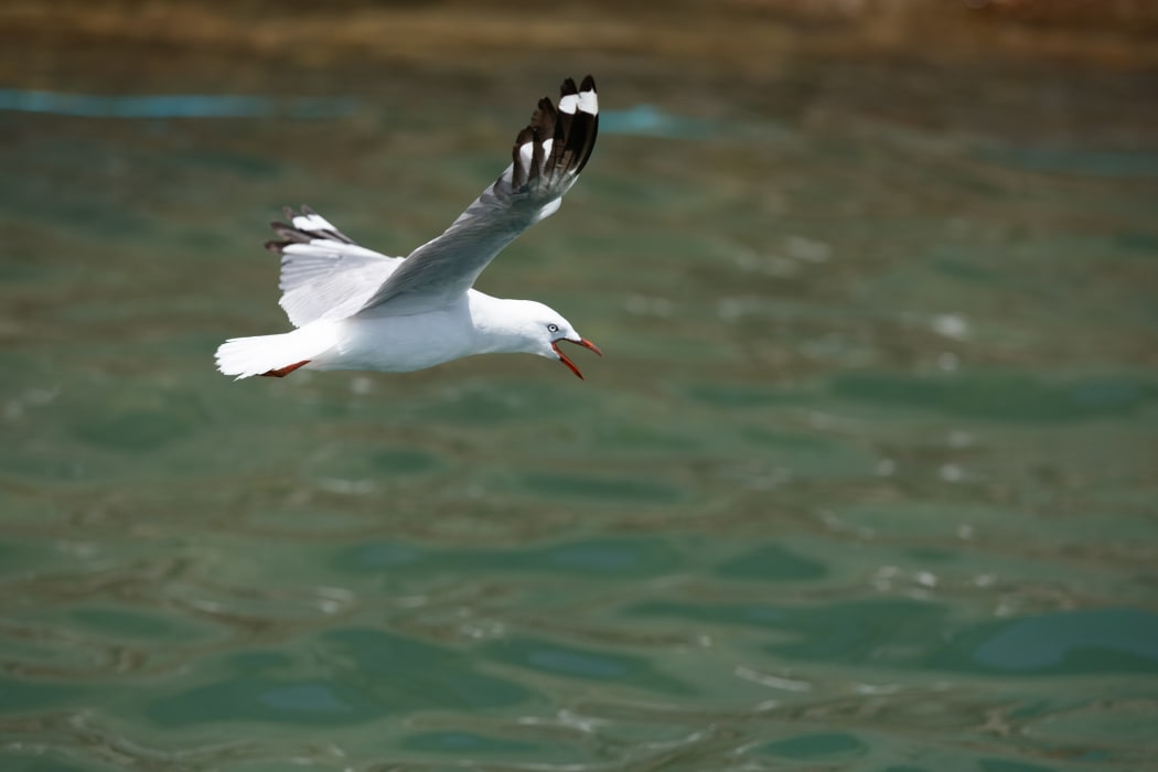 The America's Cup has forced a colony of threatened red-billed seagulls to find a new home