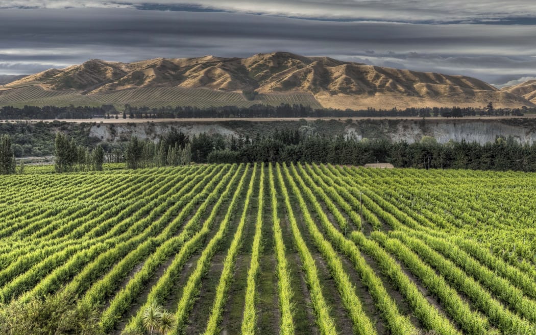 Vineyard with mid-summer growth on grape vines, Awatere Valley near Seddon, Marlborough, New Zealand.