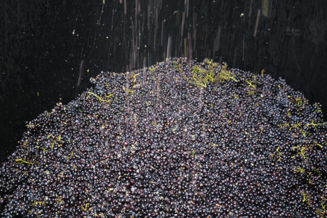 Vineyard ferment at Greystone Wines