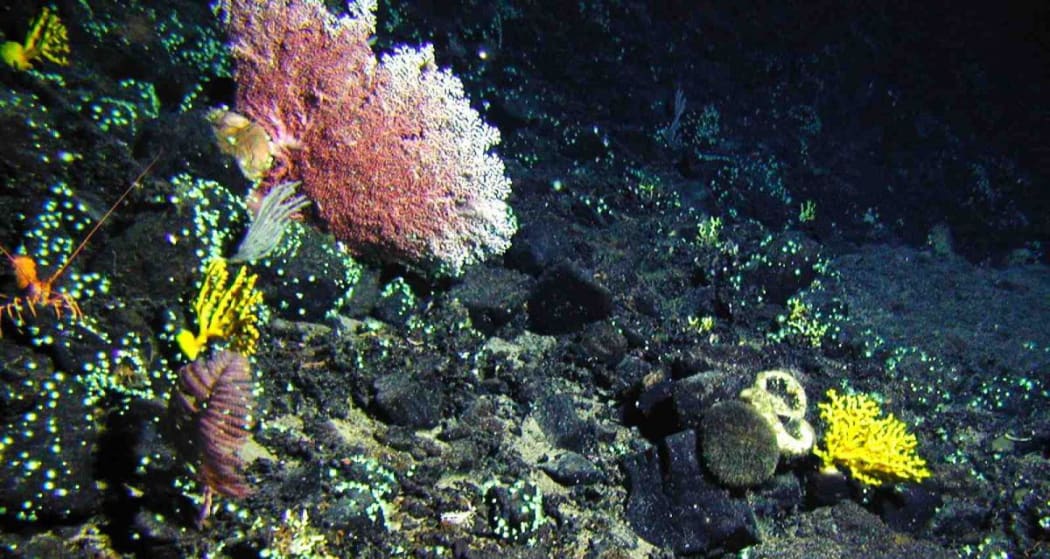 Coral in part of the area that would be covered by the Kermadec Ocean Sanctuary.
