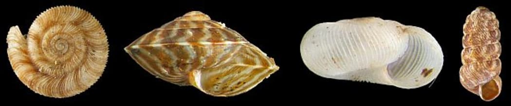 Land snails collected from Khandallah Park included species such as (left to right): Cavellia anguicula, Laoma mariae, Mocella eta and Phenacharopa novoseelandica