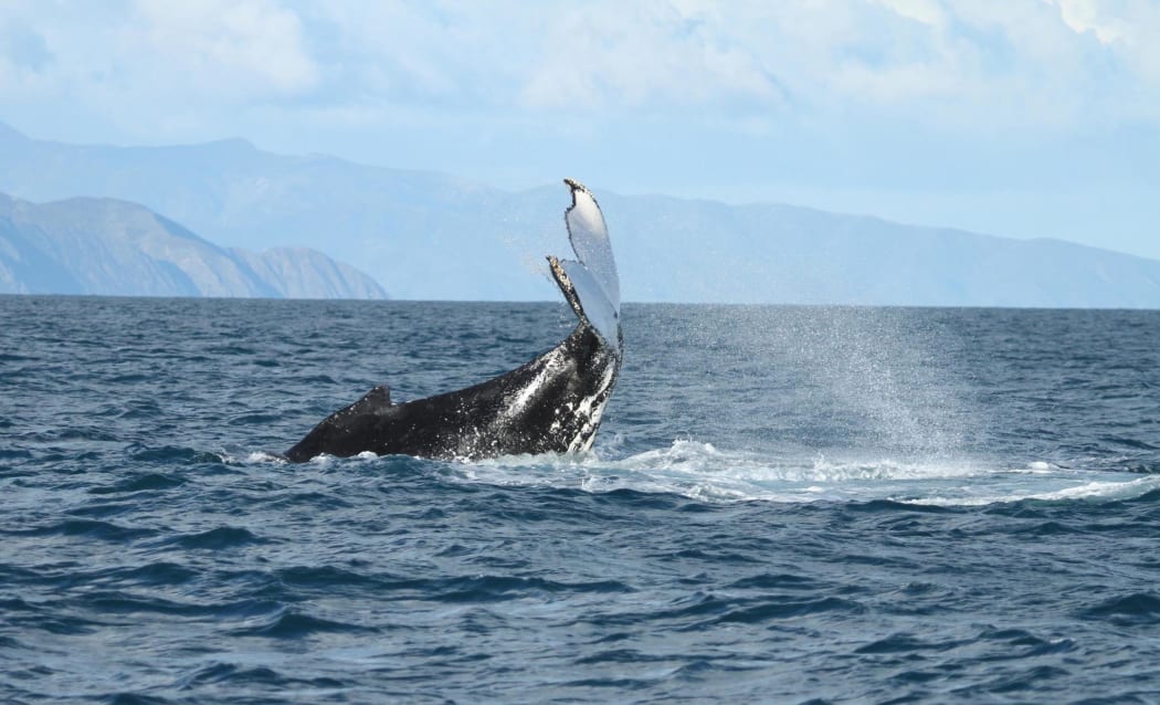 Researchers are heartened by a record number of whales counted in Cook Strait in 2015.
