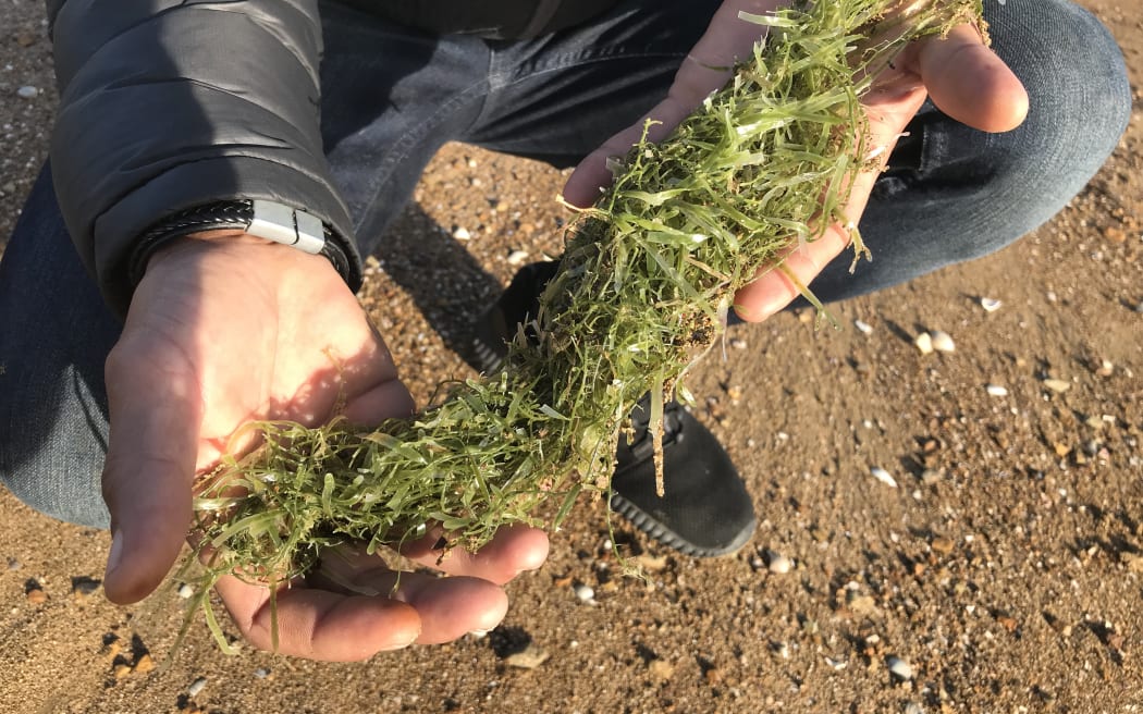 Caulerpa washed up on the beach at Omākiwi Cove, Te Rawhiti, Bay of Islands, its bright apple green colour darkened after being out of the water for a time. Omākiwi Cove was the place where caulerpa was first found on mainland New Zealand, on May 3 this year.