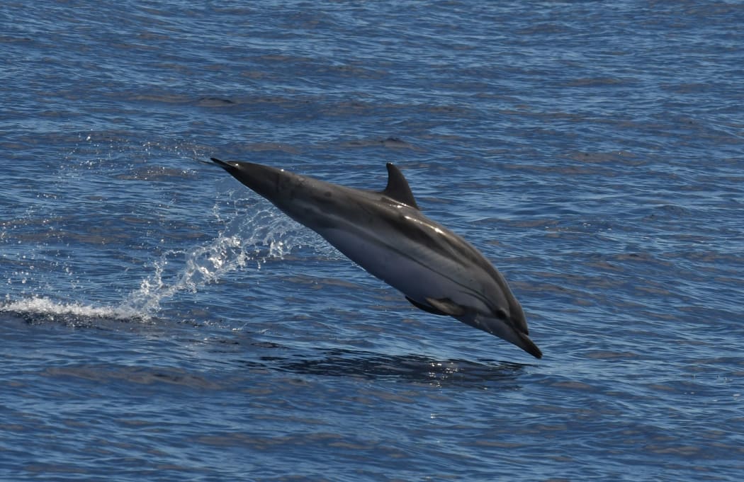 A striped dolphin, one of four different species of dolphin identified in the Far Out Ocean Research Collective's 2021 survey off the Northland coast.