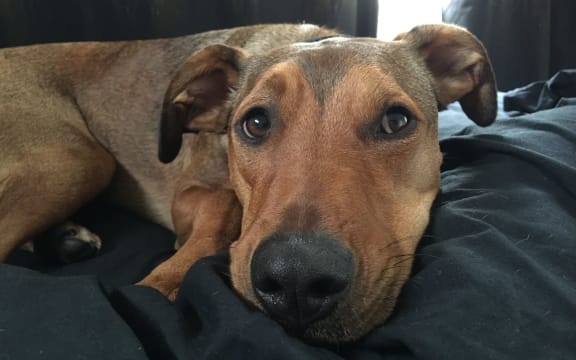 Wilson the dog, whose body was found in a pond after he was left at a doggy daycare in Auckland.